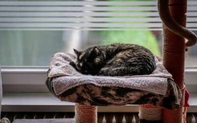 How to Plan for Pets in Your Custom Home